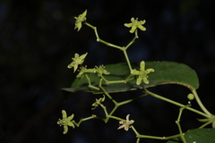 Aruna Gamuz, CC0, iNaturalist via GBIF Elaeodendron glaucum, photograph Aruna Gamuz, CC0, iNaturalist via GBIF