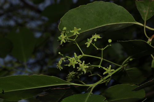 Elaeodendron glaucum, photograph 4