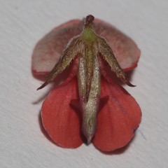 Indigofera leptocarpa