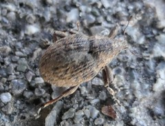 Rhinoncus inconspectus