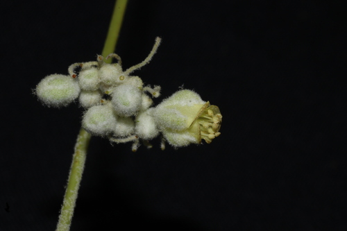 Givotia rottleriformis