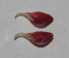 Indigofera leptocarpa