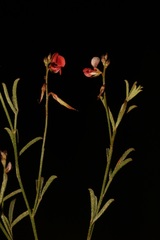 Indigofera leptocarpa