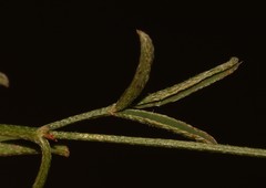 Indigofera leptocarpa