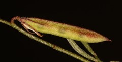 Indigofera leptocarpa