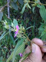 Chaetogastra longisepala
