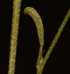 Indigofera leptocarpa