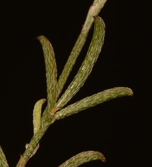 Indigofera leptocarpa