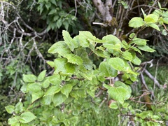 Hoheria glabrata