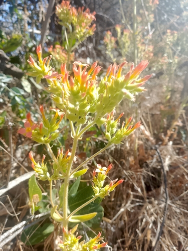 Sneeze Plant