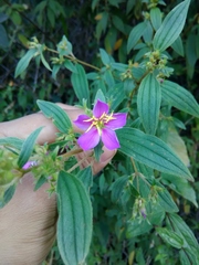 Chaetogastra longisepala