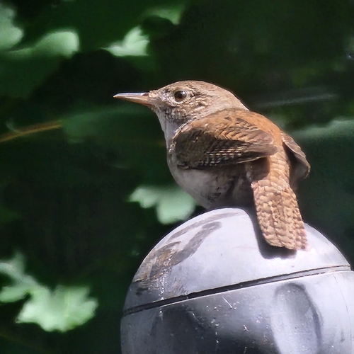 Northern House Wren