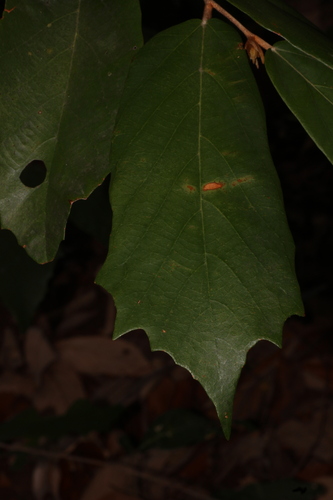 Woody-Fruit Bayur Tree