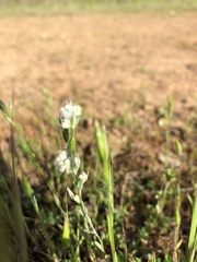 Micropus californicus
