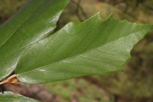 Pterospermum xylocarpum, photograph 3