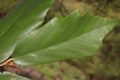 Aruna Gamuz, CC0, iNaturalist via GBIF Pterospermum xylocarpum, photograph Aruna Gamuz, CC0, iNaturalist via GBIF