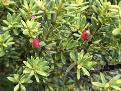 Podocarpus nivalis