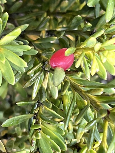 Podocarpus nivalis, photograph 1