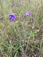 Dipterostemon capitatus