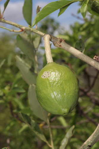 Indian caper