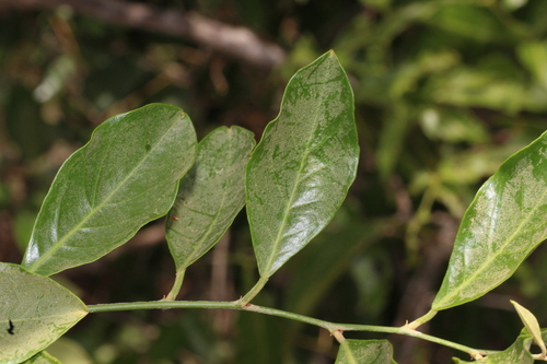 Capparis zeylanica