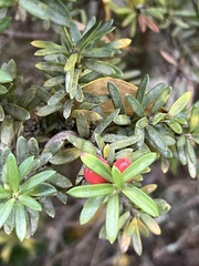 Podocarpus nivalis, photograph (c) 謝麗霦, some rights reserved (CC BY)
