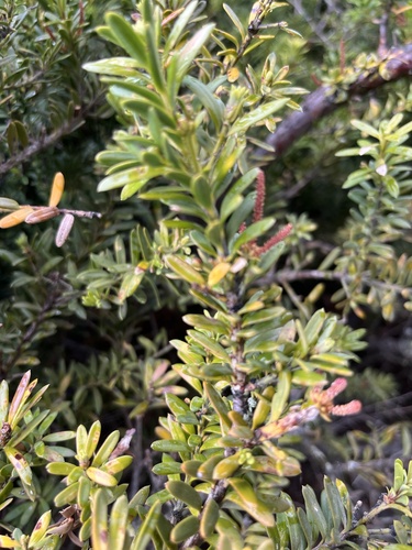 Podocarpus nivalis, photograph 3