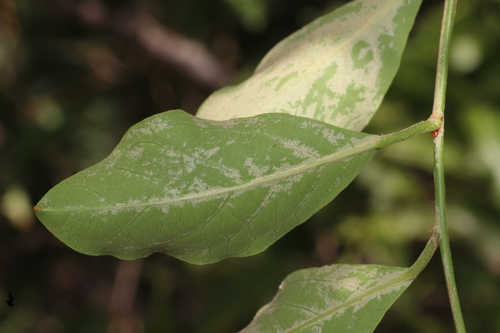 Capparis zeylanica, photograph 2