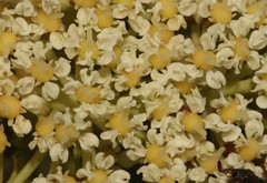 Nanobubon capillaceum