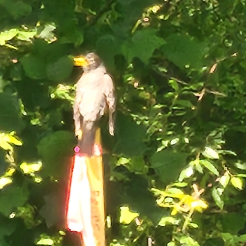 American Robin