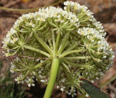 Nanobubon capillaceum