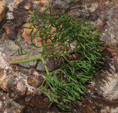 Nanobubon capillaceum