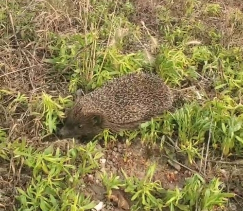 Northern White-breasted Hedgehog