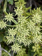 Gingidia montana