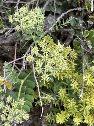 Gingidia montana, photograph 2