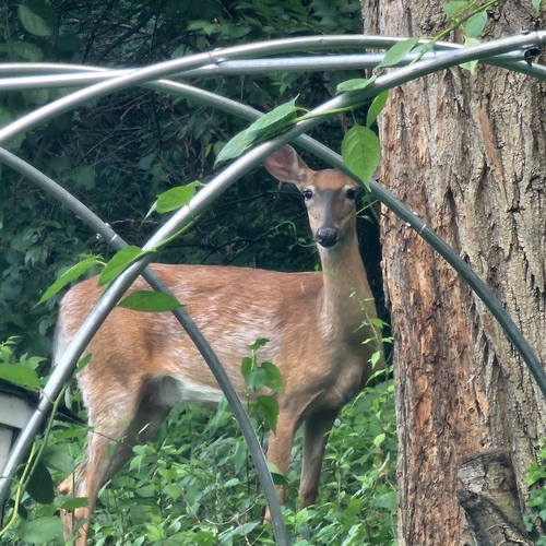 White-tailed Deer