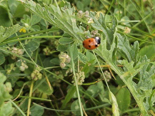 Seven-spotted Lady Beetle
