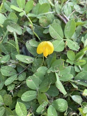 Arachis repens