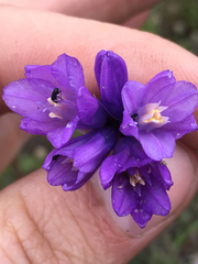 Dipterostemon capitatus