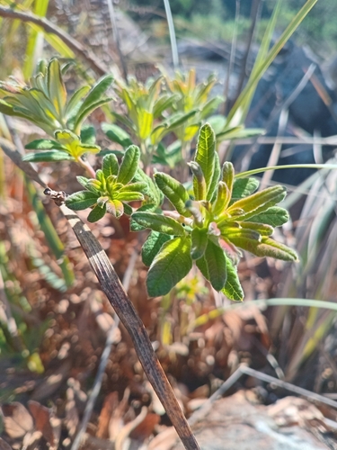 Grassveld Currantrhus