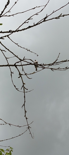 House Sparrow