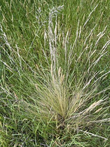 Festuca matthewsii