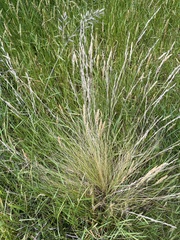 Festuca matthewsii