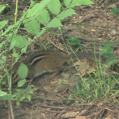 Eastern Chipmunk
