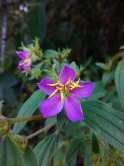Chaetogastra longisepala