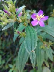 Chaetogastra longisepala