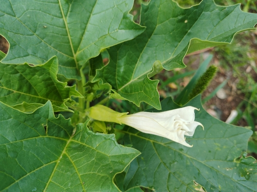 jimsonweed
