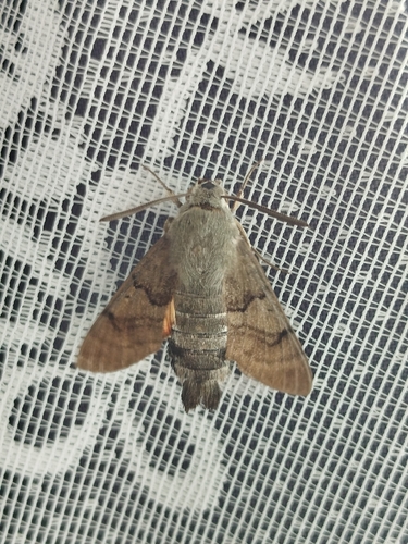 Eurasian Hummingbird Hawkmoth