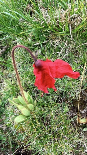 Meconopsis punicea, photograph 5
