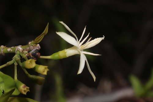 Benkara malabarica, photograph 2